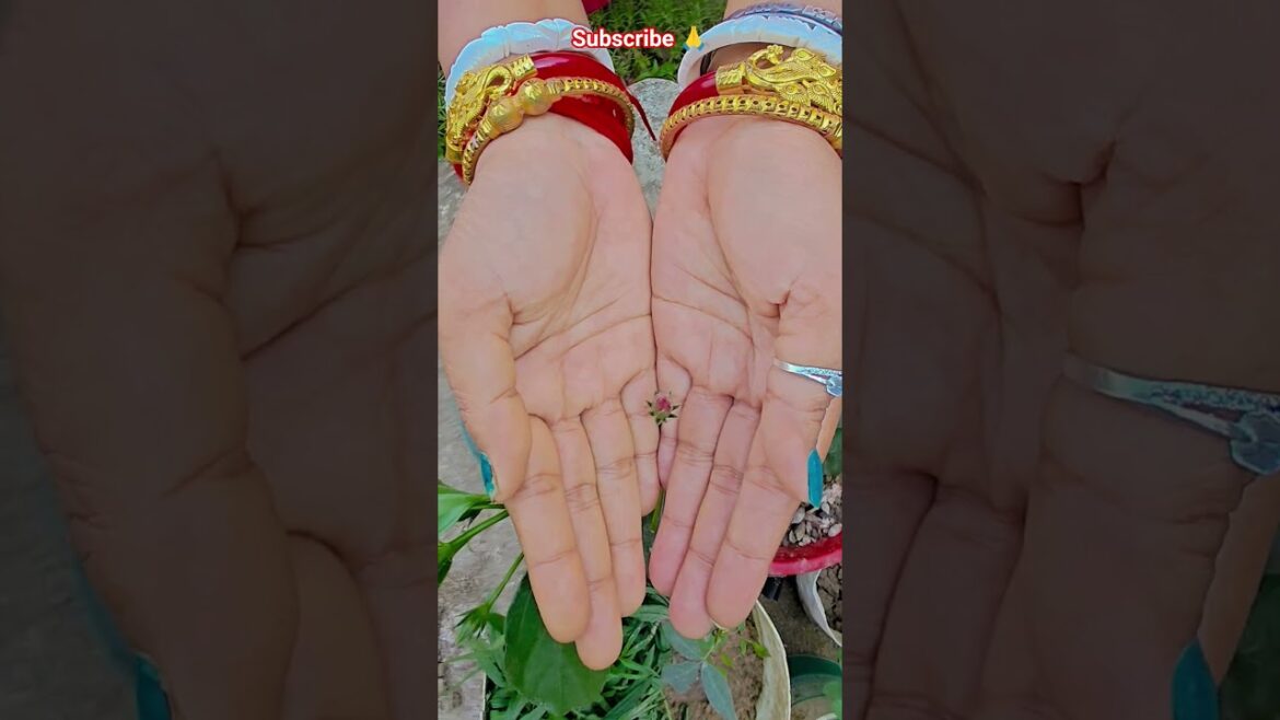 ফুল নিয়ে টিকটক #gardening #youtubeshorts #UpdateGardening #garden #youtubeshort #flowers #rose