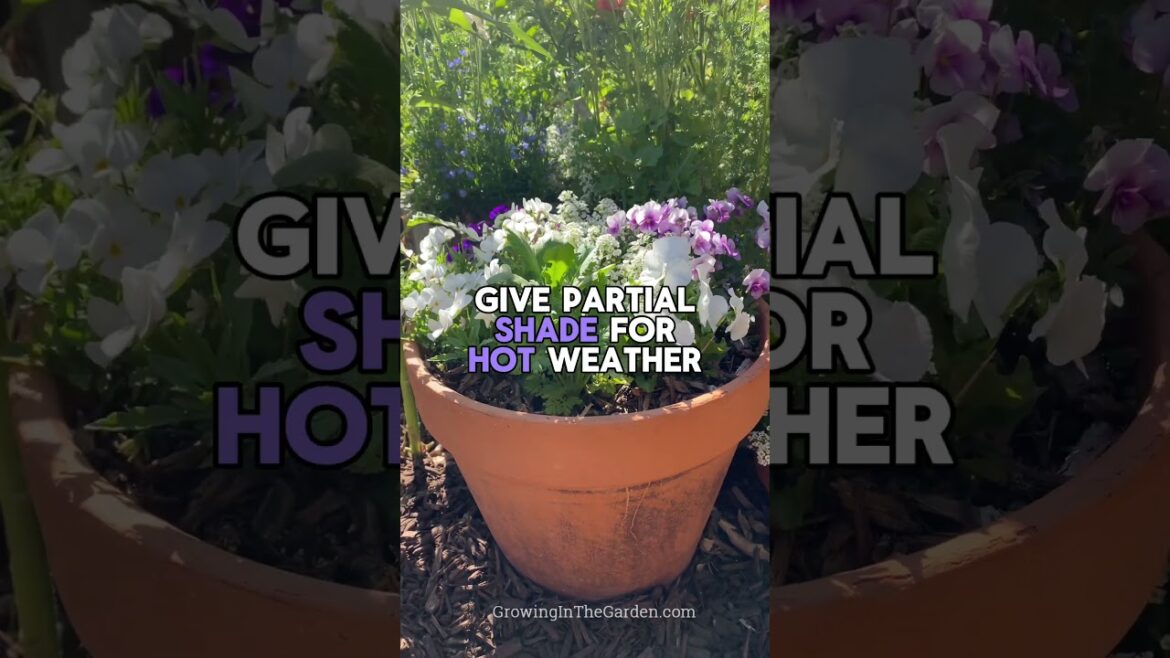 Why I Sprinkle Viola Seeds All Over My Garden