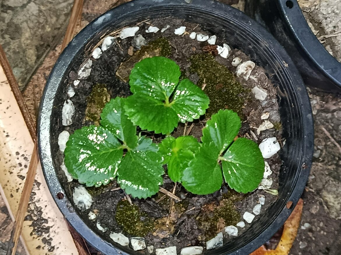 Day 15 posting my strawberry till i eat it (i guess) 😁