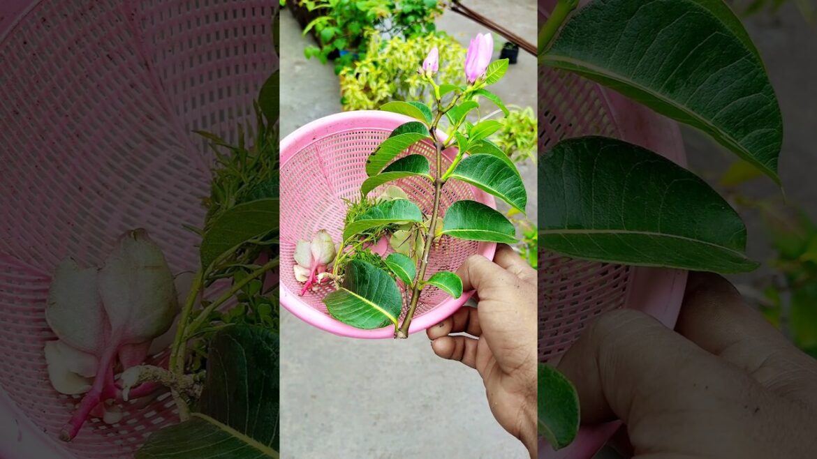 Tips For Hubby Gardener #gardening #shortsvideo #shorts