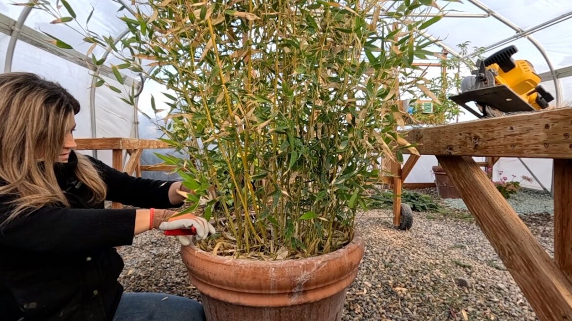 Garden Answer: Bamboo Harvest, Repotting a Big Fig Tree & Winter Watering! 🪴✂️💦 Bamboo Harvest, Repotting a Big Fig Tree & Winter Watering! 🪴✂️💦