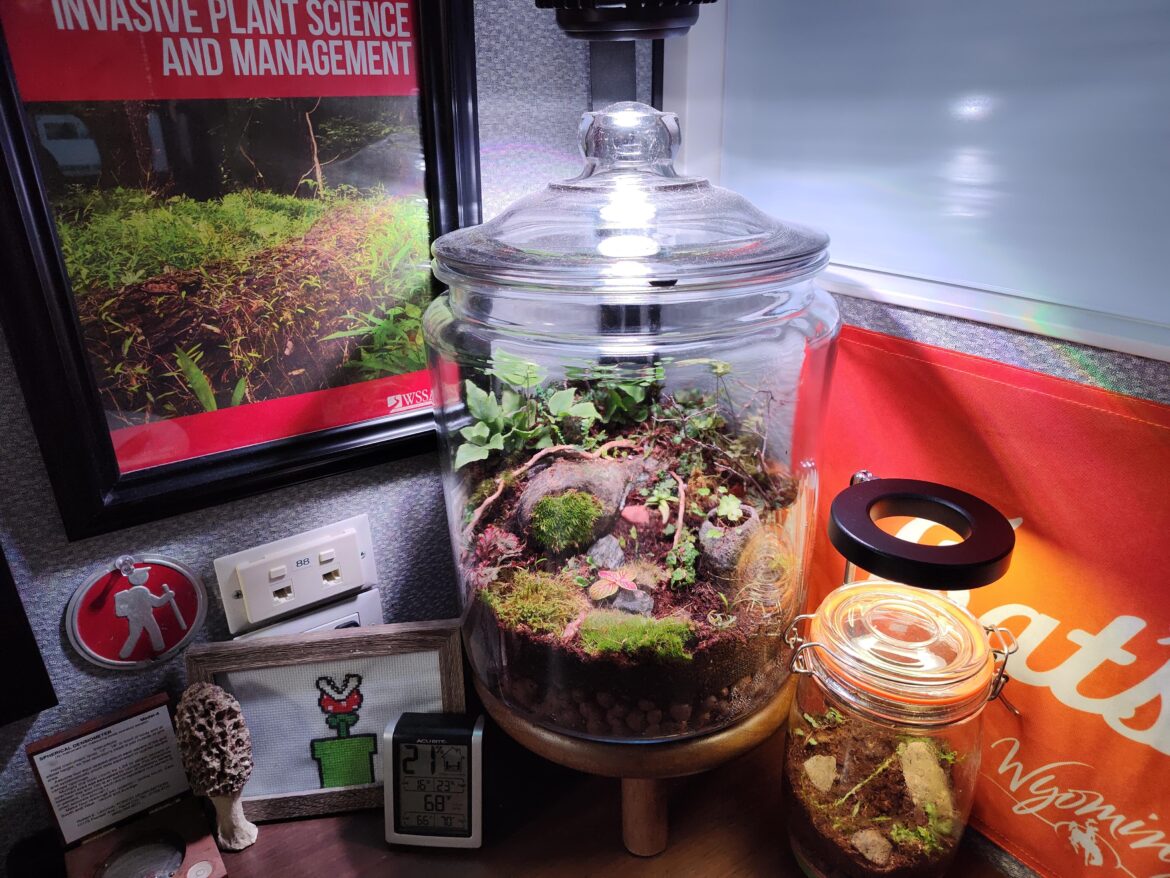 My work cube corner terrarium(s)