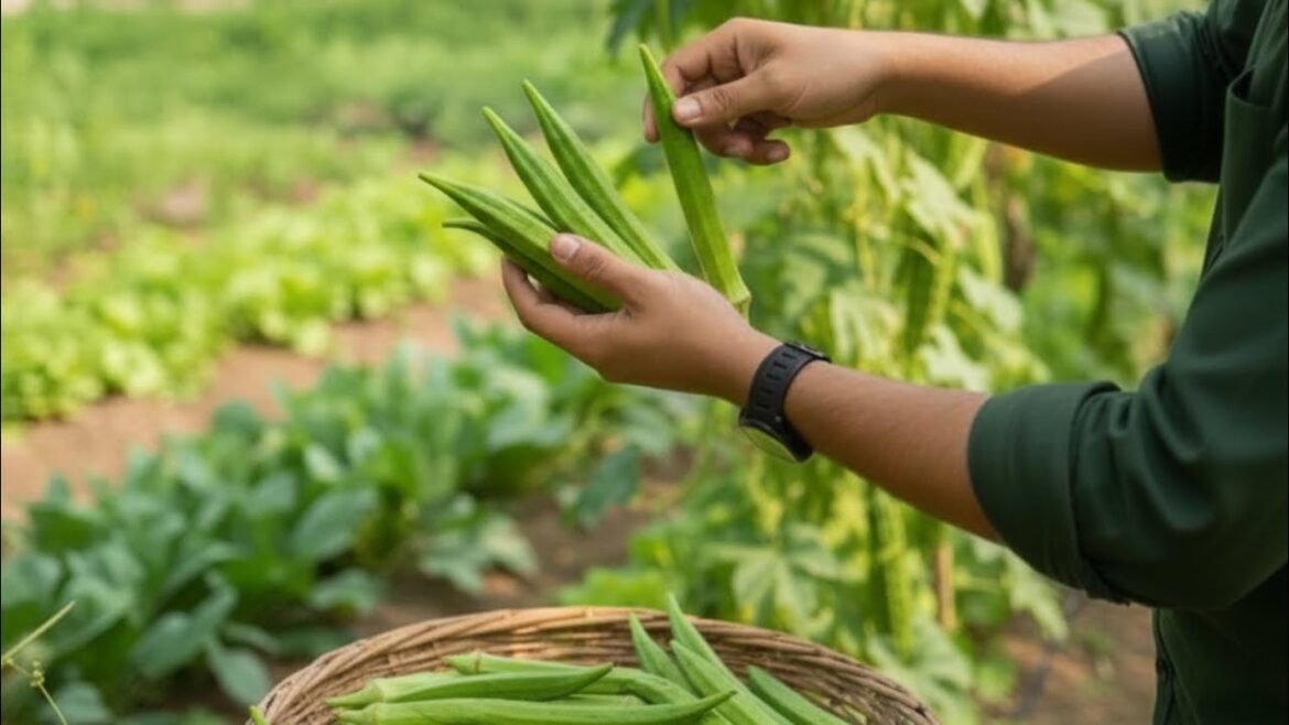 Harvesting FRESH Ladyfingers from My Garden #modern homestead #urban homstead #organic #bhindi Harvesting FRESH Ladyfingers from My Garden #modern homestead #urban homstead #organic #bhindi