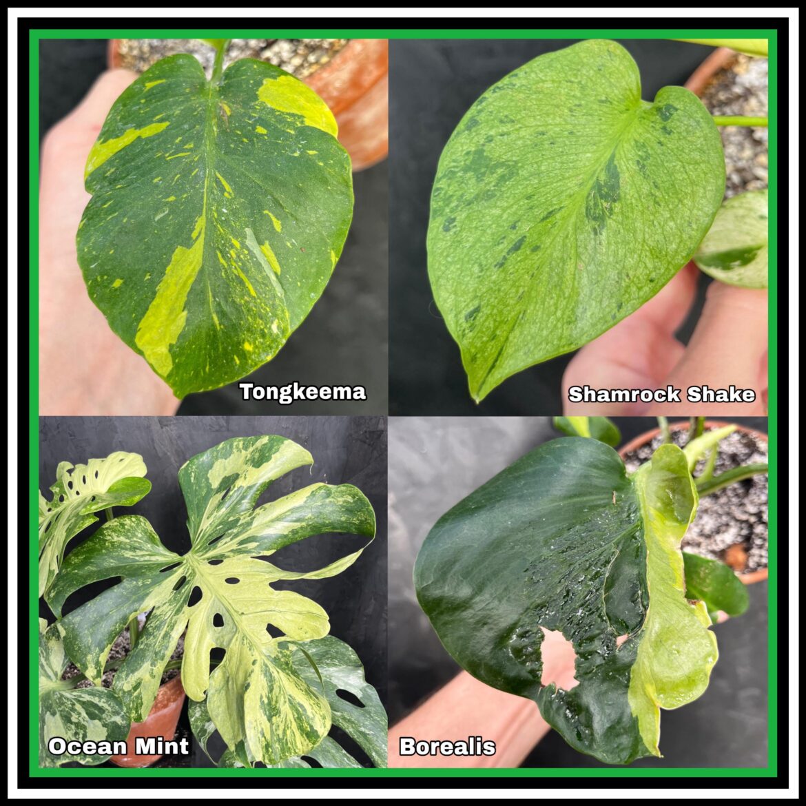 My top 4 most unique and weird monsteras in my collection! 🍀