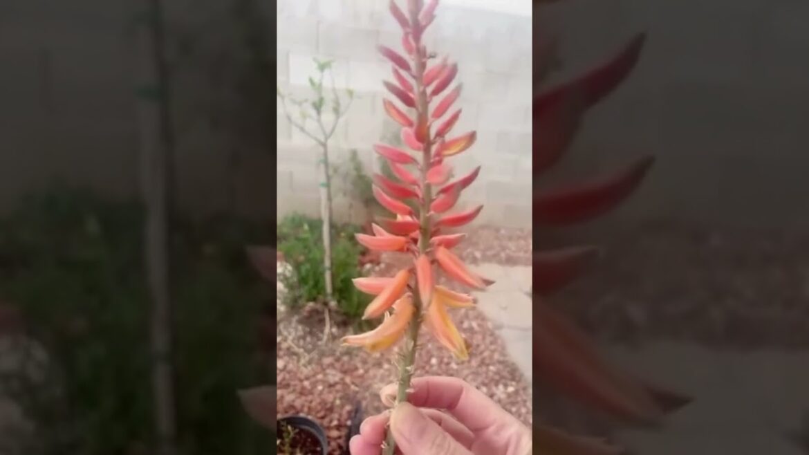 Little Sneak Peek In My Garden Edible Flowers🌺 🌸🥰#plants #garden #rareplants Little Sneak Peek In My Garden Edible Flowers🌺 🌸🥰#plants #garden #rareplants
