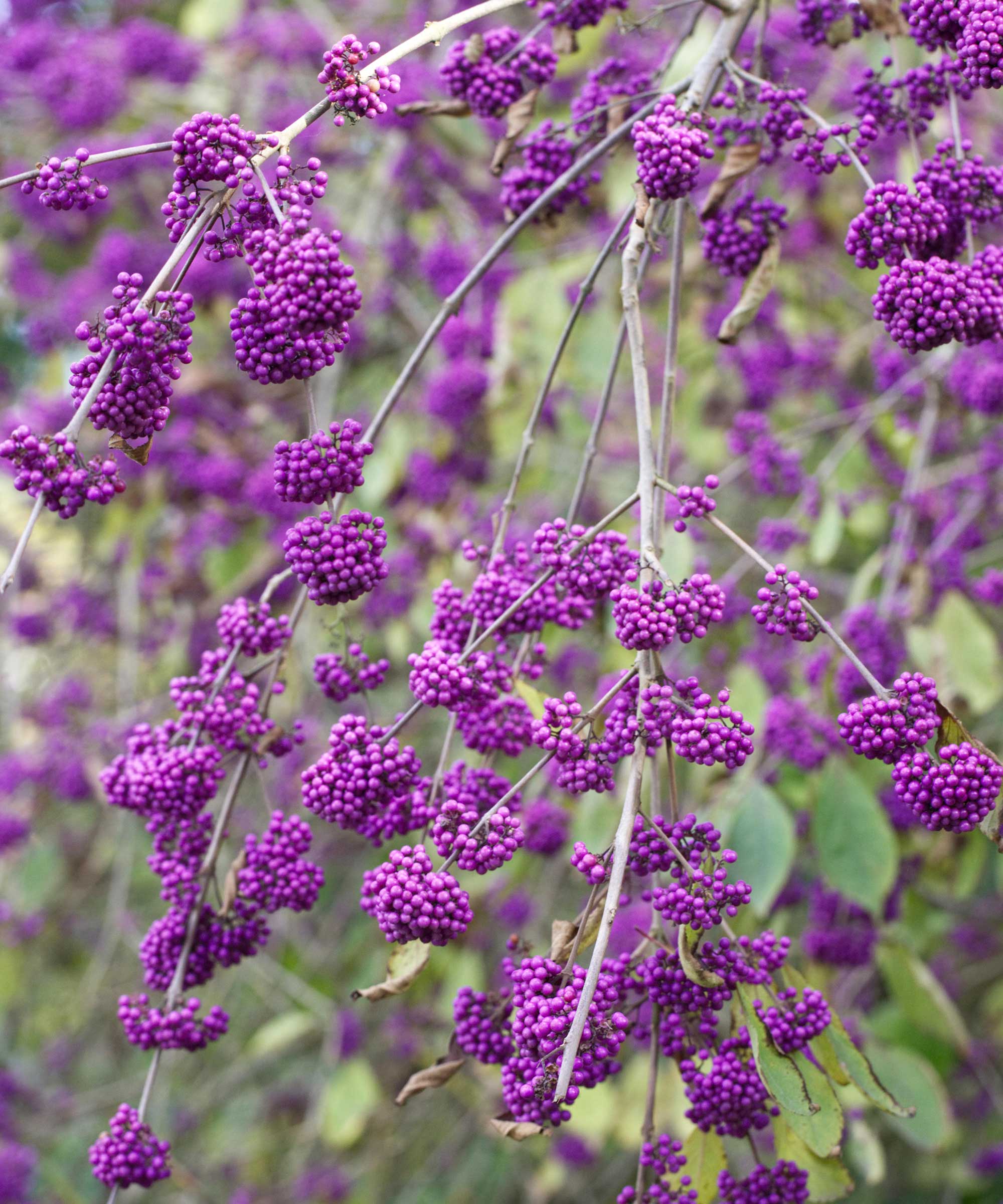 beautyberry
