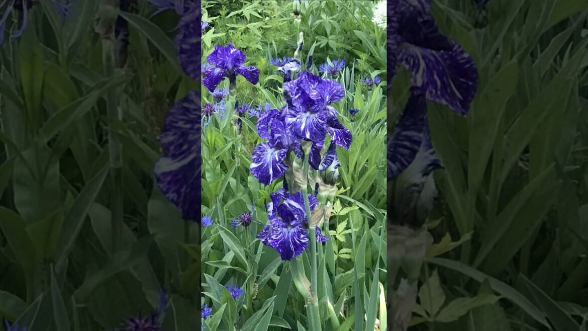 Gardening Quick Tip #31: EASY Trick To Make Your Iris Plants Look Great All Summer! #gardening