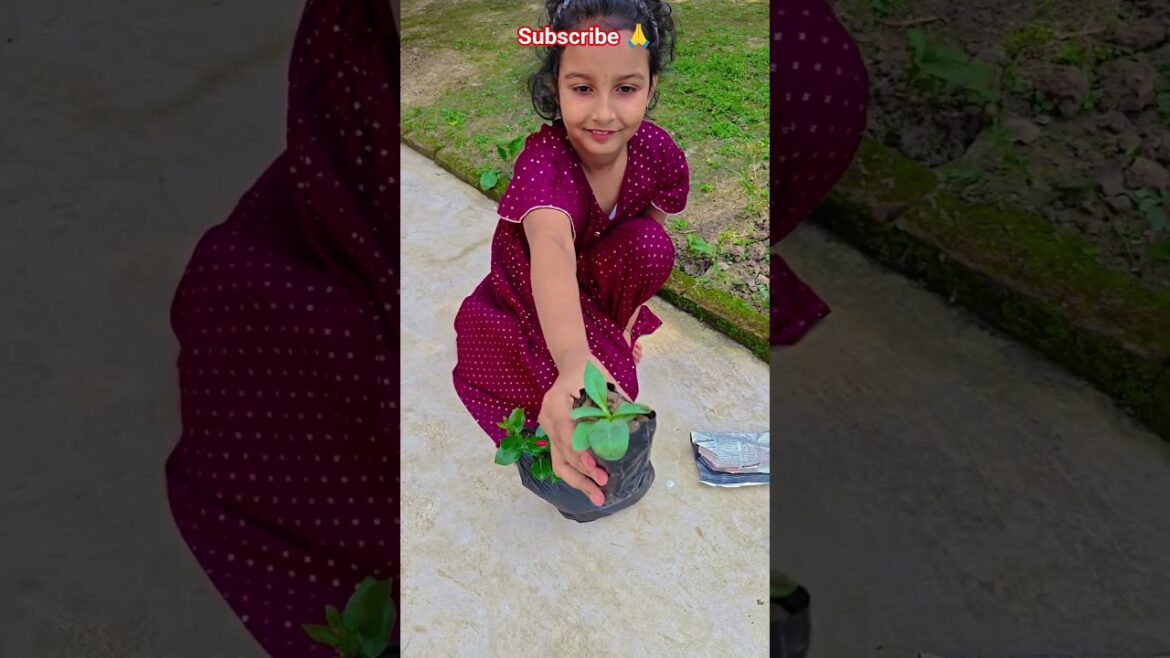 নার্সারি থেকে অনেক গাছ কিনে আনলাম #garden #gardening #flowers #nursery  #UpdateGardening