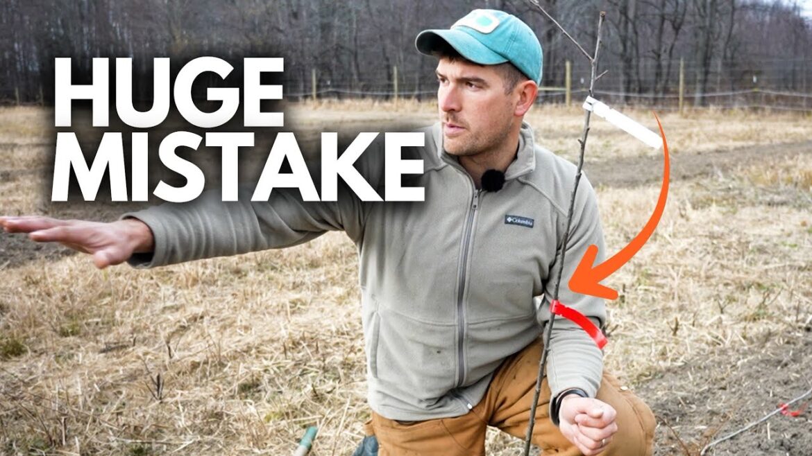 Huge Mistakes To AVOID So You Don’t Kill Your Fruit Trees