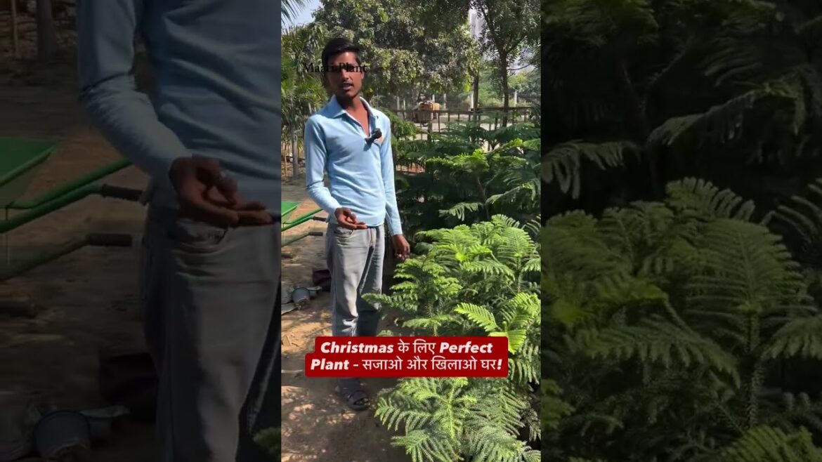 Christmas Plant अब Maati Plants Nursery में!घर सजाओ और Garden को बनाओ हरा-भरा।