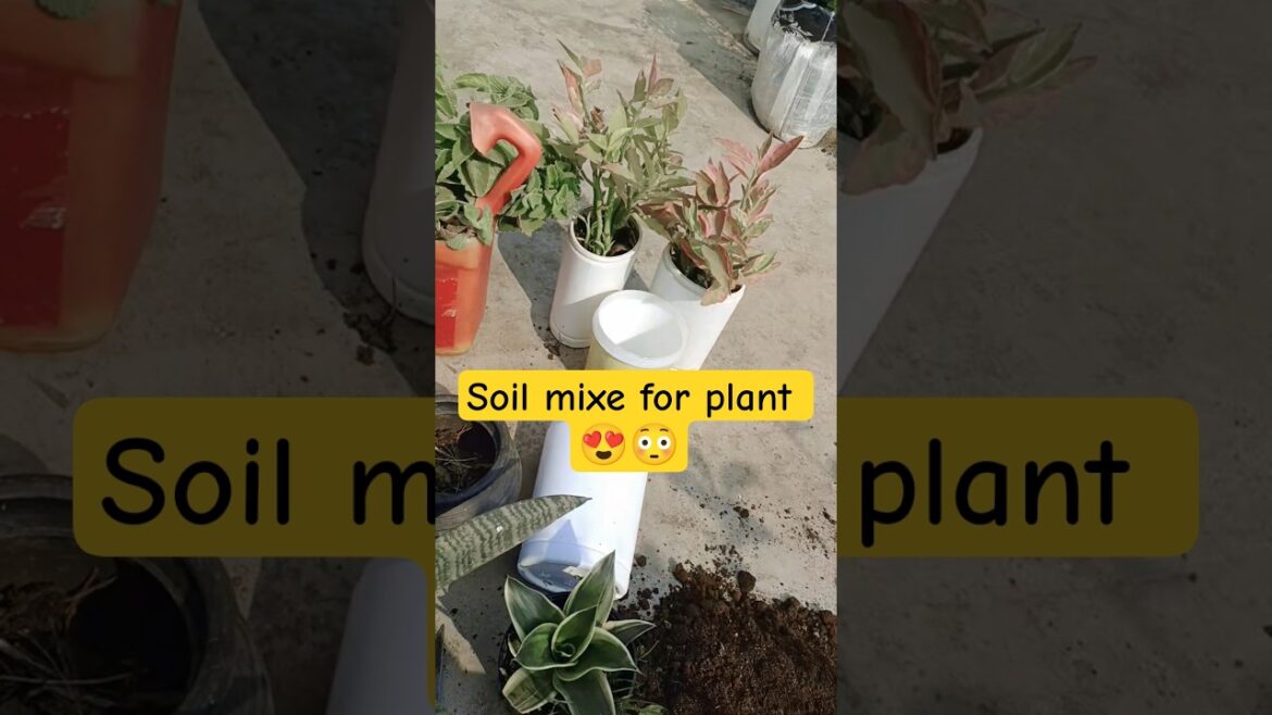 कबाड़ से बनाया pot | plants care tips | snake plant | indoor plants | soil | #spiderplant #shorts