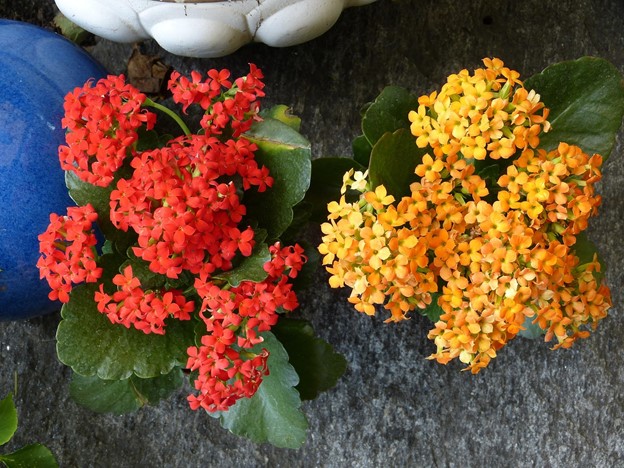 Dakota Gardener: Consider Kalanchoe this holiday | News, Sports, Jobs Dakota Gardener: Consider Kalanchoe this holiday | News, Sports, Jobs