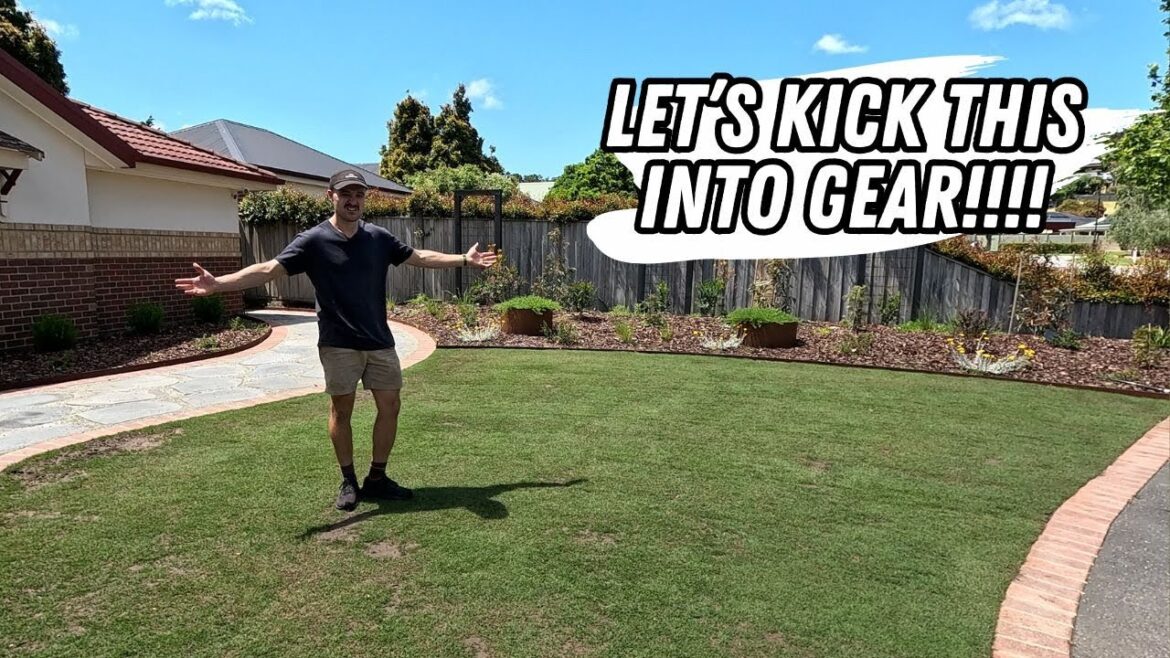 Why is this lawn taking SO LONG to recover? And what's the plan??