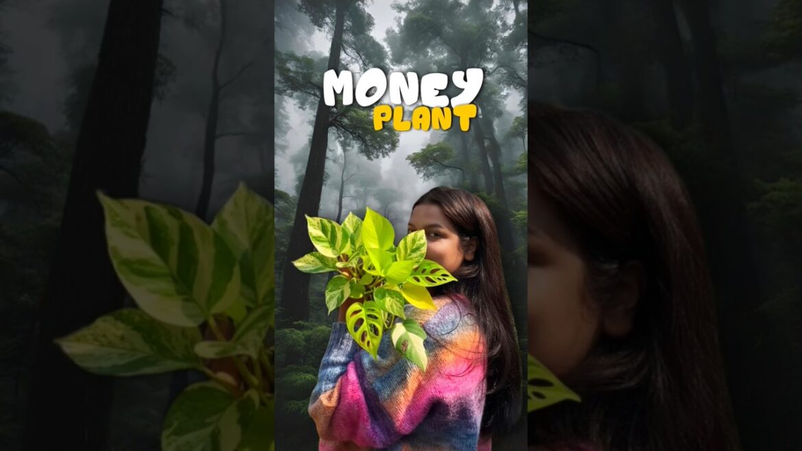 মানিপ্লান্ট নিয়ে এত সমস্যা 😤🌵 #shorts #minivlog #bengali #lifestyle #gardening মানিপ্লান্ট নিয়ে এত সমস্যা 😤🌵 #shorts #minivlog #bengali #lifestyle #gardening