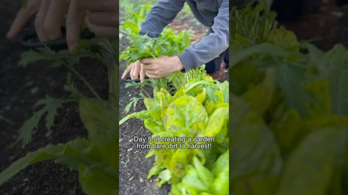 First Harvest From The Garden! 🥬
