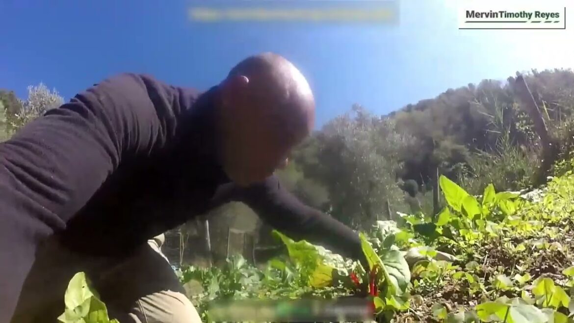 Living Off Grid Organic Vegetable Gardening ASMR Video Part Two Living Off Grid Organic Vegetable Gardening ASMR Video Part Two