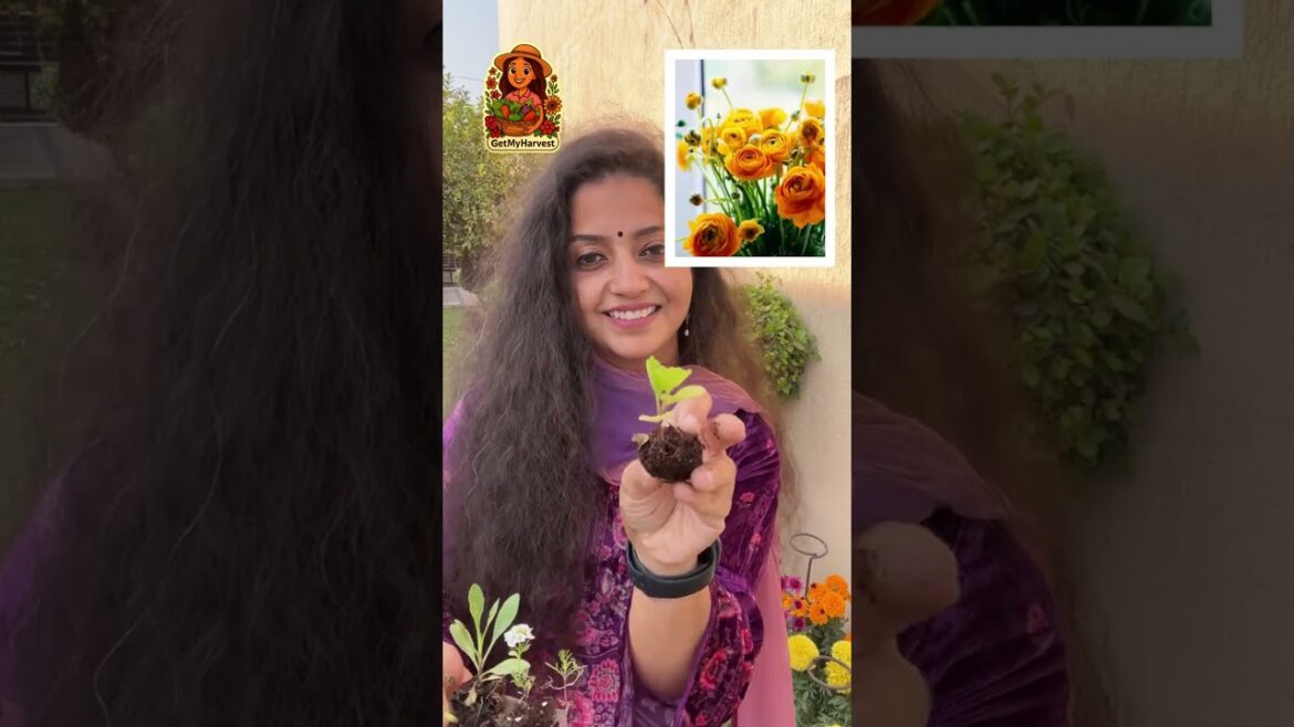 5 Best Flowers to Grow in December for Super Colorful Balcony | March Tak Khilenge! #shorts