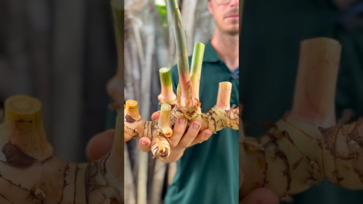π Before You Grow Ginger π« Plant This Instead! π Before You Grow Ginger π« Plant This Instead!