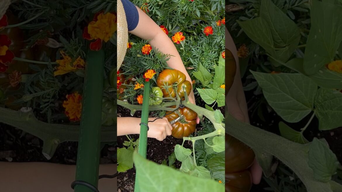 Harvesting Canadian favourite vegetables 🍅✨ #shorts #asmr #satisfying #nature #harvest #gardening Harvesting Canadian favourite vegetables 🍅✨ #shorts #asmr #satisfying #nature #harvest #gardening