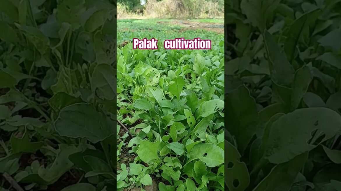 Palak and dhania Cultivation Palak and dhania Cultivation