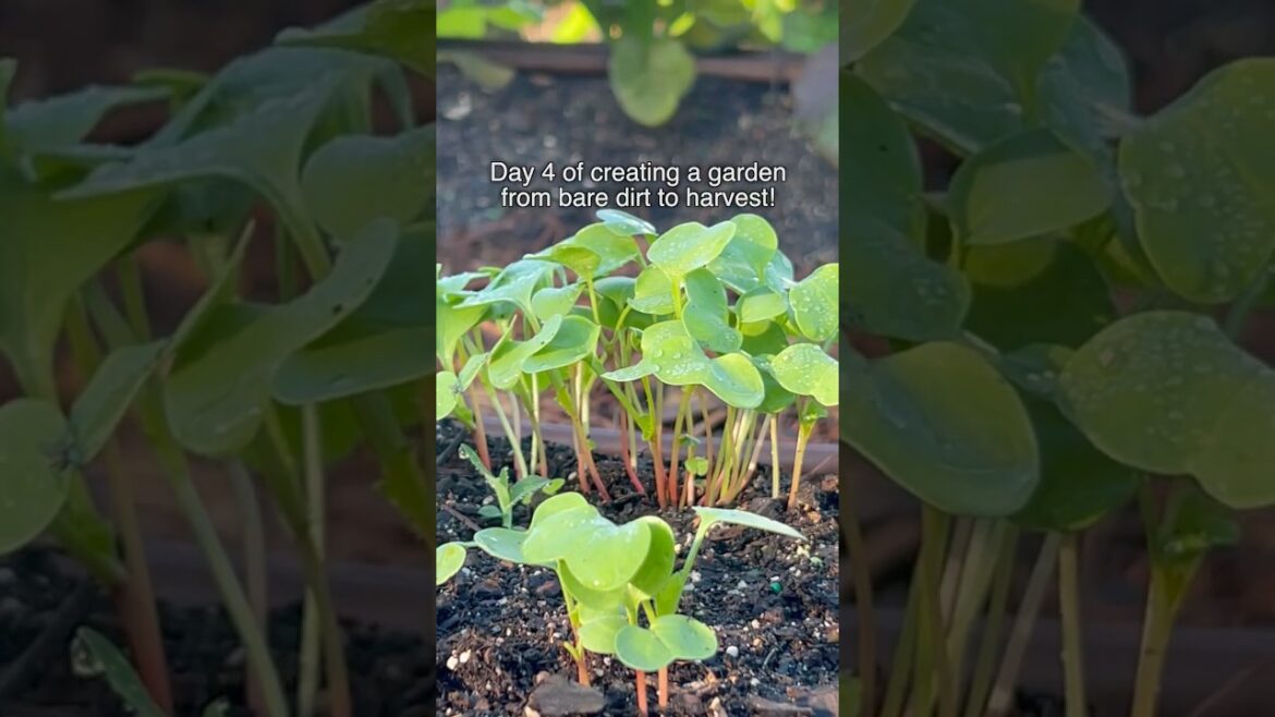 Spray your veg 💦🥦 for big harvests