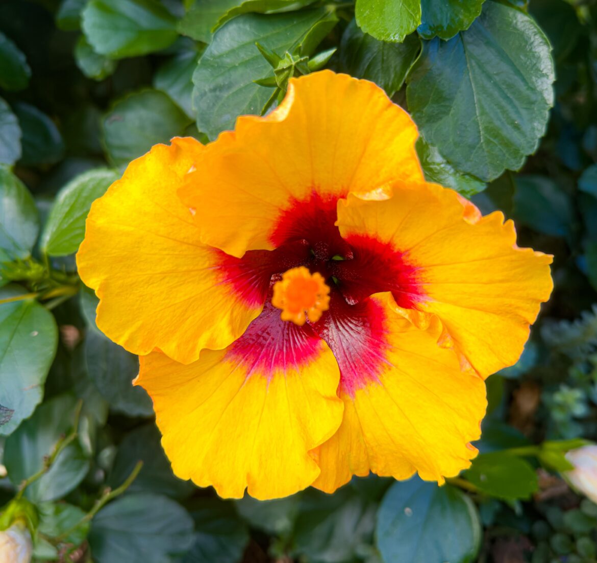 I saw this beautiful hibiscus in my mom‘s garden and had to share!
