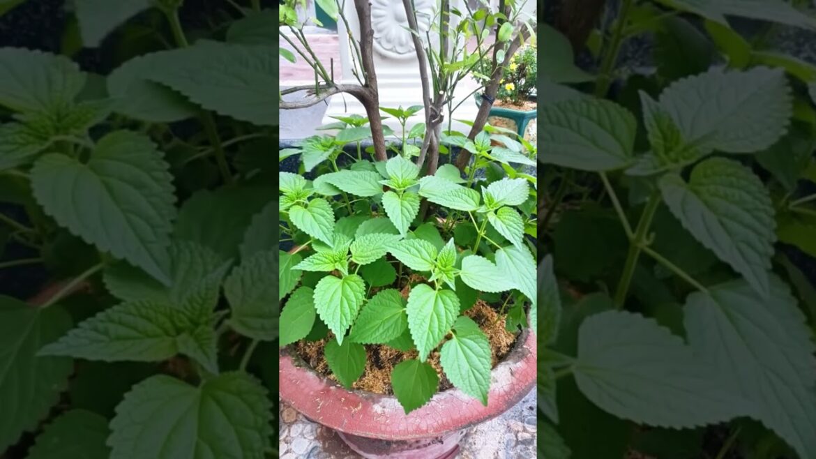 The Amazing Growth Journey of Perilla Leaves #short #Perilla #PerillaLeaves