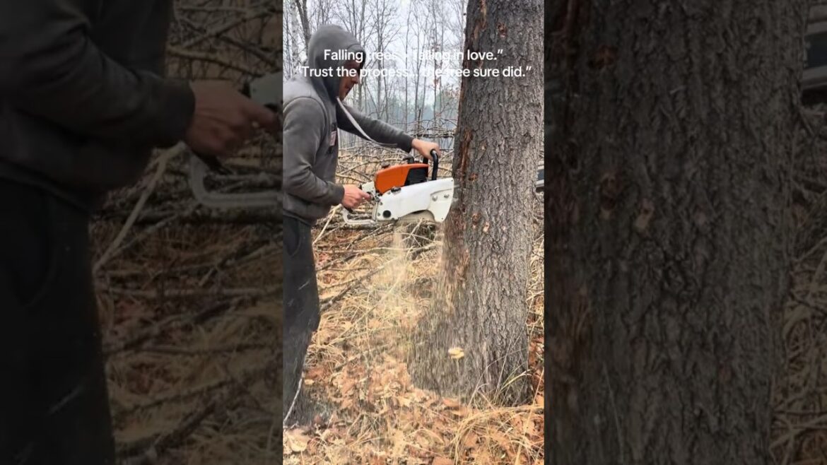 This tree had other plans… 😳🌲 #treecutting #chainsaw #shorts  #woodworking #logginglife #usa