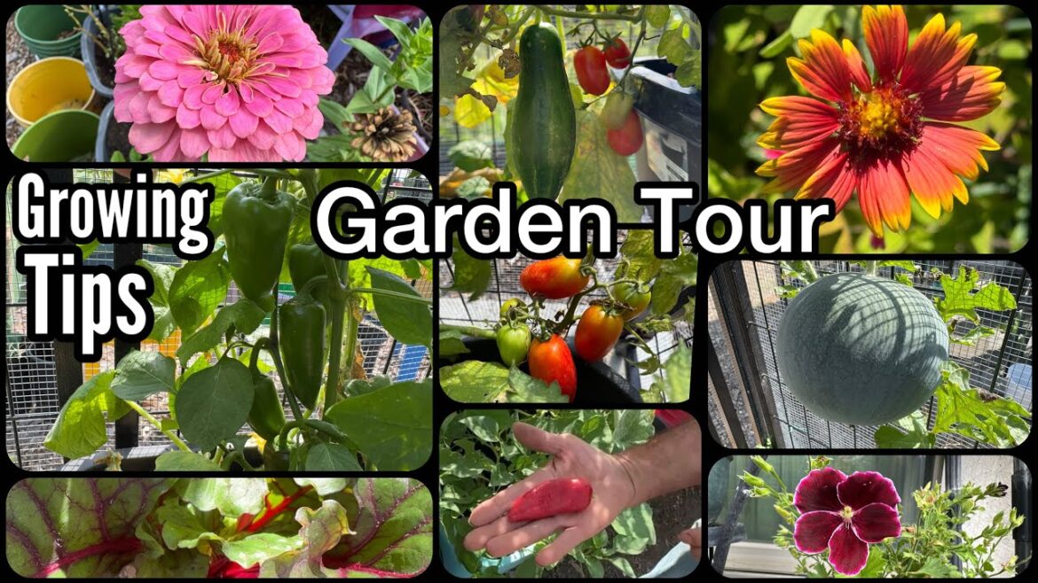 Late Summer Garden Tour TIPS Tomatoes Cucumber Peppers Watermelon Lettuce Herbs Container Gardening Late Summer Garden Tour TIPS Tomatoes Cucumber Peppers Watermelon Lettuce Herbs Container Gardening