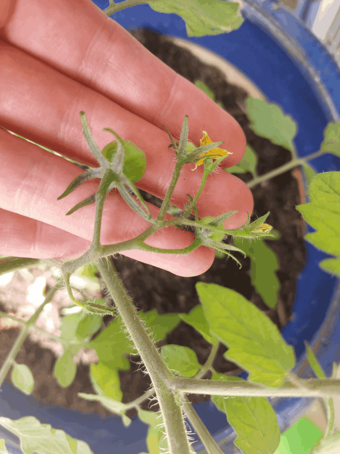 I just potted this tomato. Should I snip off the little fruit and flowers?