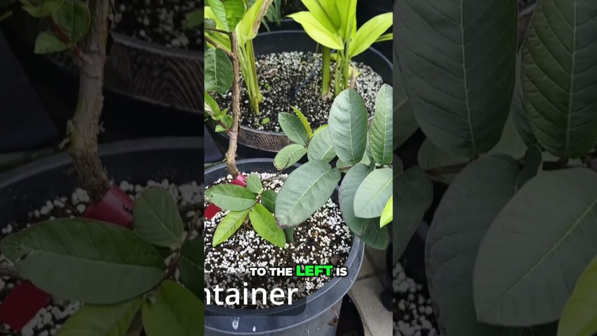 Repot Your Citrus  - Bigger Pots for Bigger Fruit!