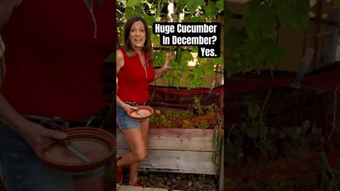 December Cucumber Surprise! No Way!