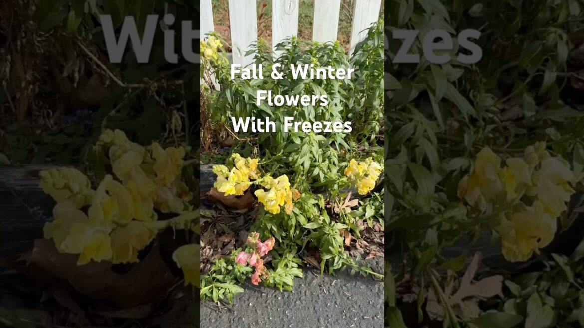 Snapdragons an Amazing Garden Flower that Can Freeze #garden