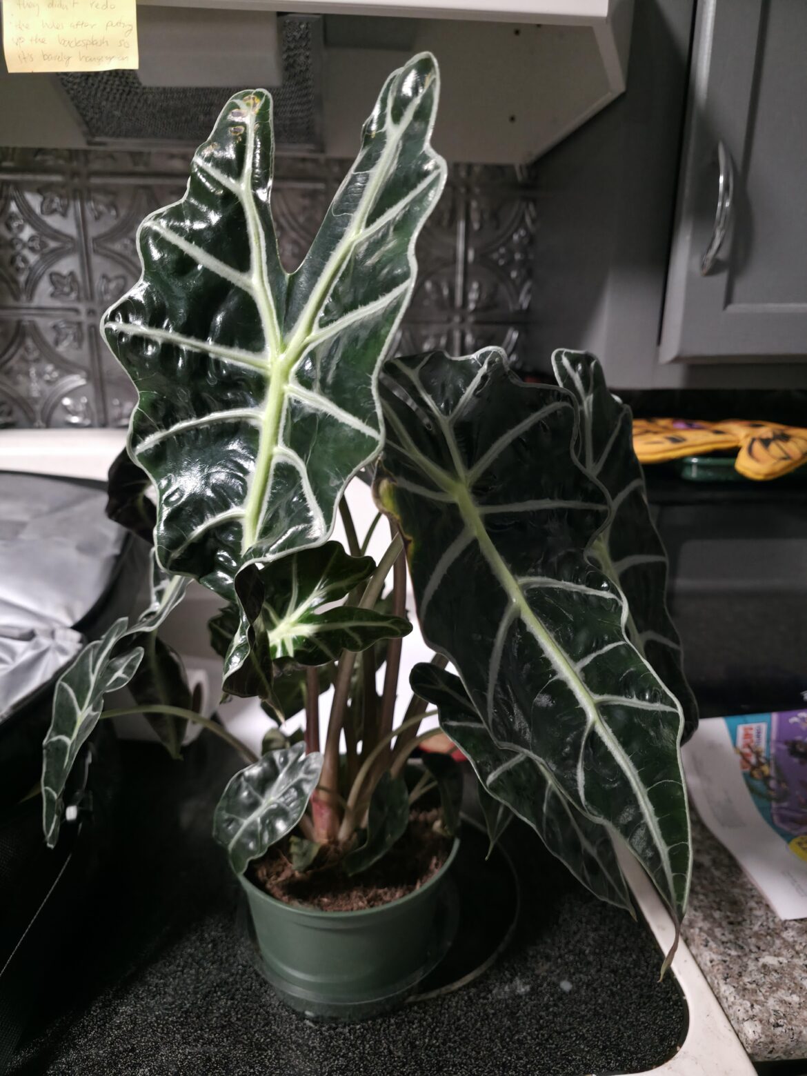 2 for the price of one