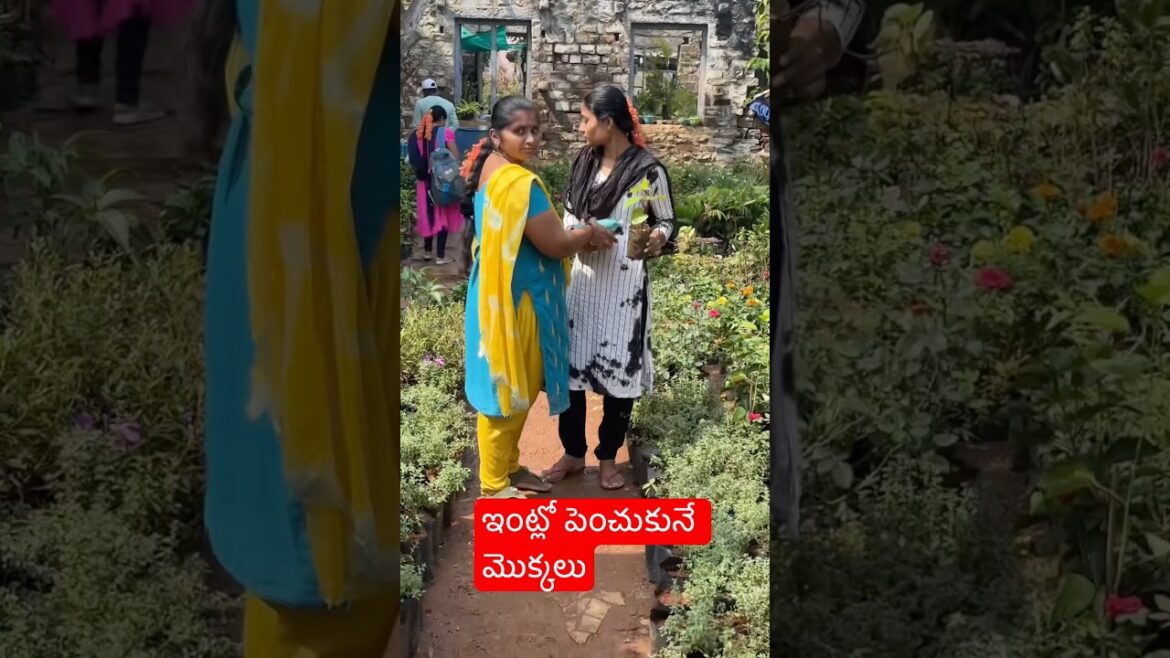 ఇంట్లో పెంచుకునే ఆక్సిజన్ ప్యూరిఫైయర్ ప్లాన్స్ #viralshort #gardening #hibiscus