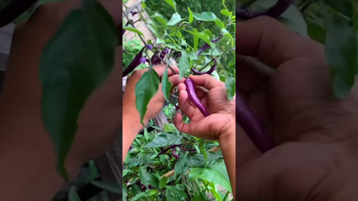 Harvesting Colourfull Capsicum 🌱 #garden #gardening #farming #farmer #satisfying
