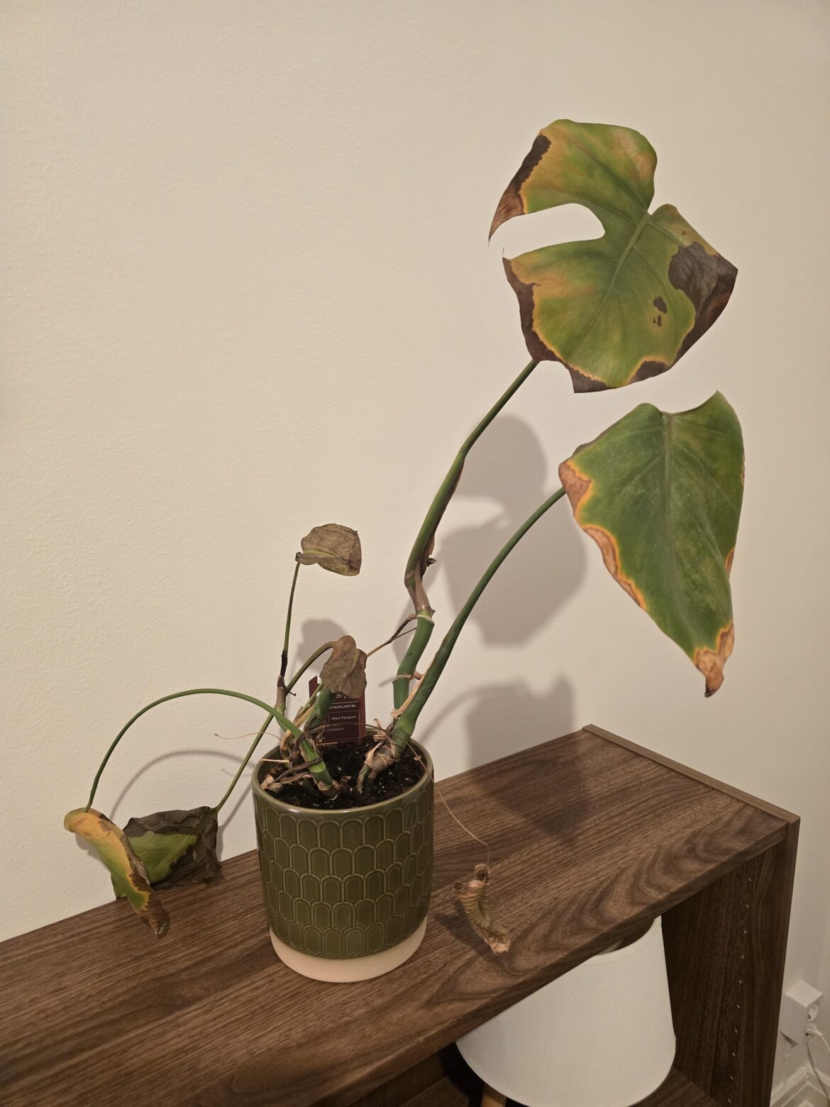 Been this was for a month or so Been this was for a month or so