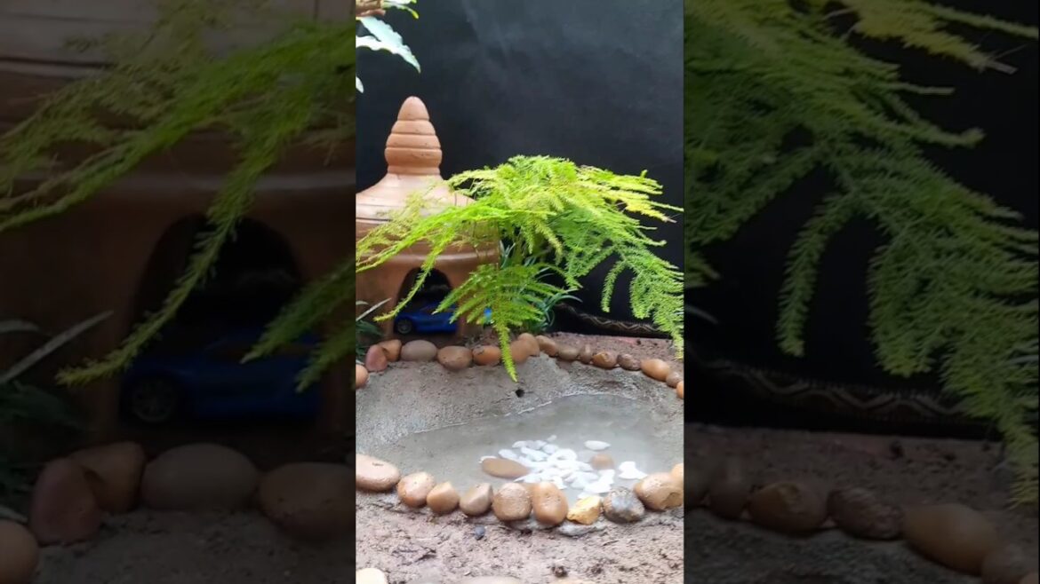 the bonsai tree styling look like Japanese garden #shortvideo #shortsfeed #shorts #short