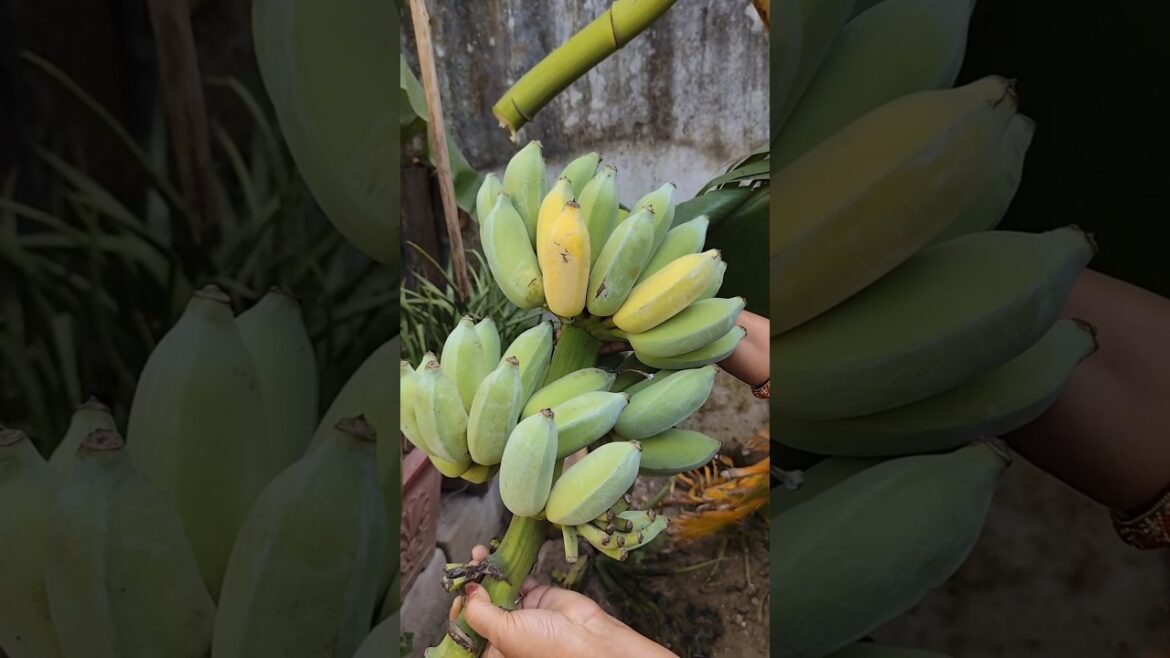 Picking Ripe Bananas From My Backyard Garden π | Super Fresh & Organic Picking Ripe Bananas From My Backyard Garden π | Super Fresh & Organic