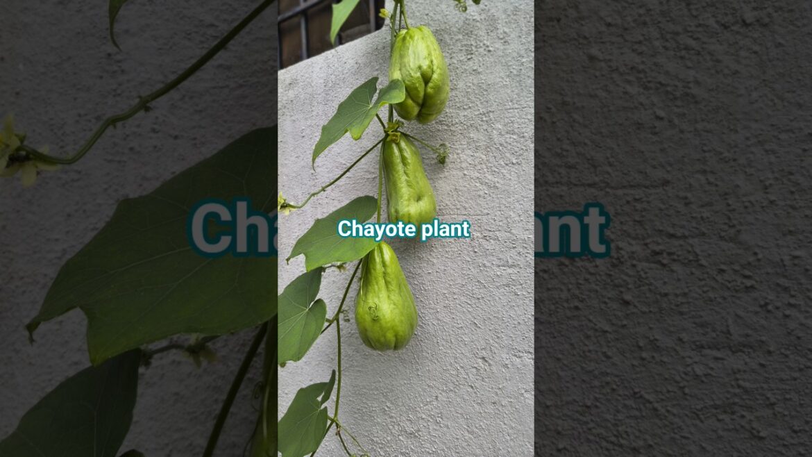 Chayote plant #shortsfeed #shortsviral #shortvideo #chayoteplant#chayote #chowchow #seeme badanekayi