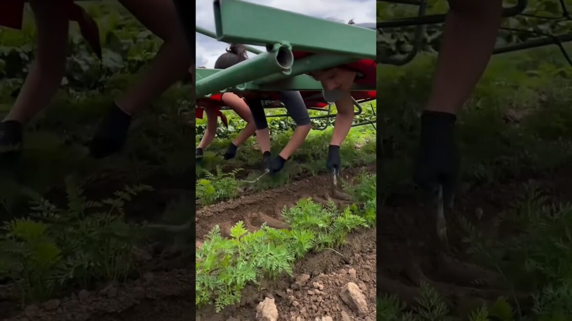 आखिर चाइनीज पत्ता गोभी की खेती करने का ये तरीका क्यों अपनाते हैं! 🤔 || #shorts #cabbage