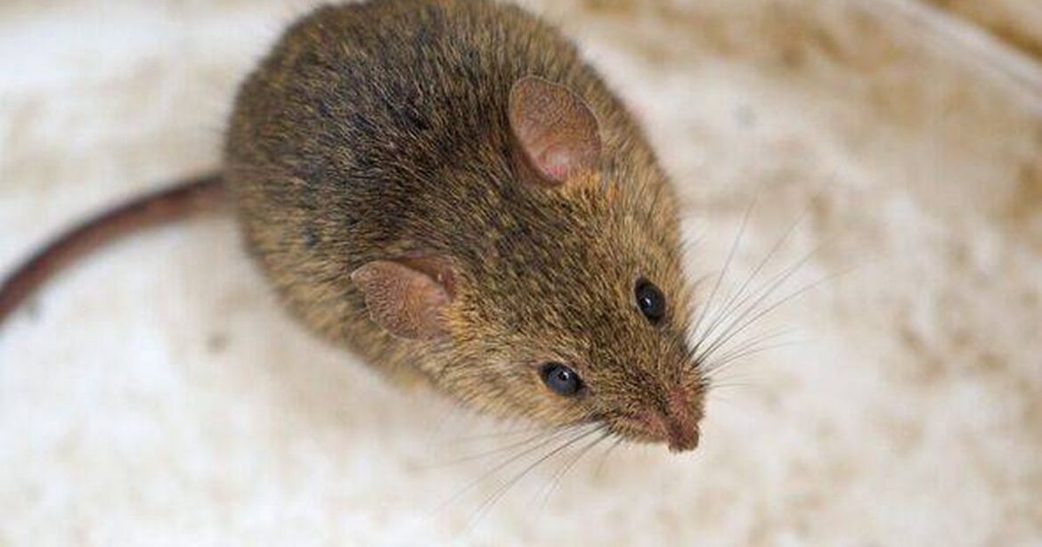 Mice will turn and run from house or garden if natural item is left out Nottinghamshire Live