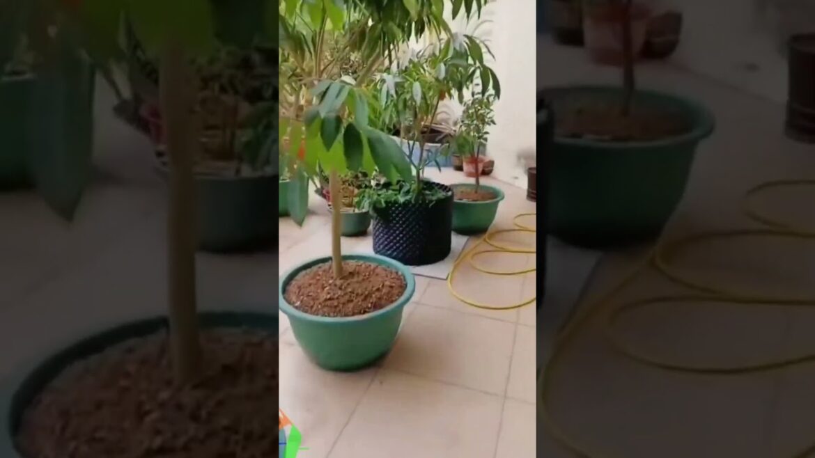 Bầu ươm cây Tháp Xanh #thapxanh #bauuomcay #bonsai #caycanhtet Bầu ươm cây Tháp Xanh #thapxanh #bauuomcay #bonsai #caycanhtet