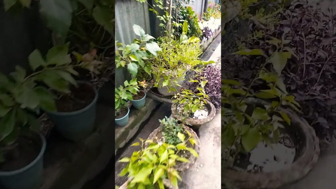 garden jangle, #garden #winterspecial #flowers garden jangle, #garden #winterspecial #flowers