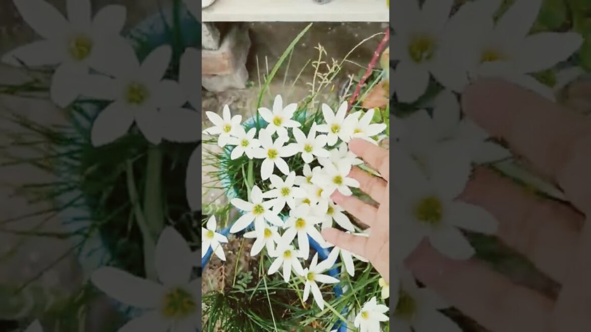 #gardening #flowers #plants #tips #ytshort