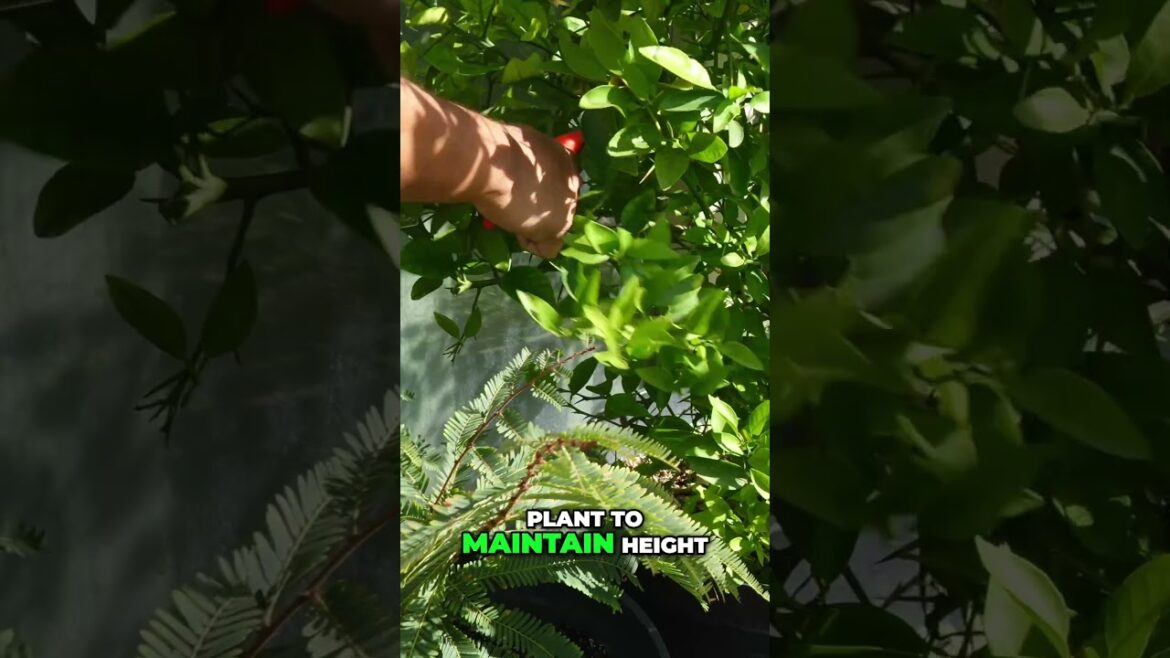 Citrus Tree Pruning - Boost Harvest & Health Easily!