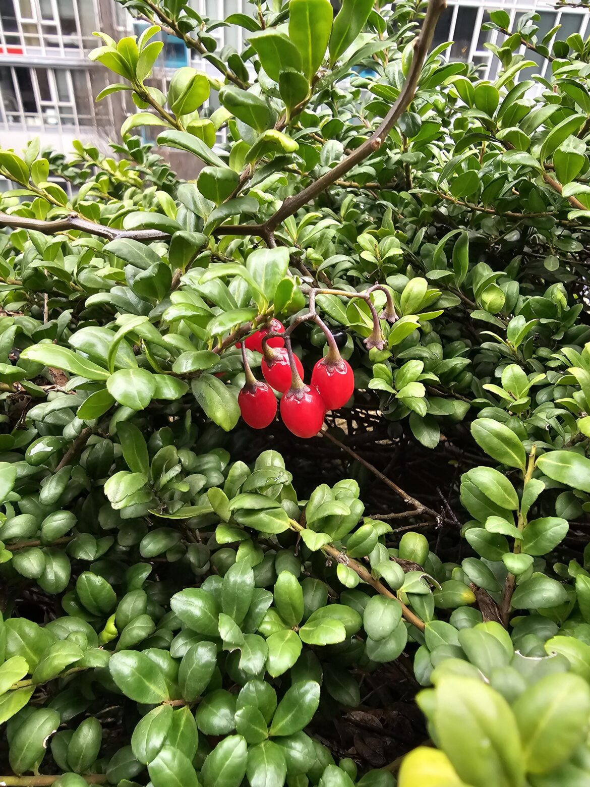 At a hotel in Vancouver, Canada, wondering what this plant/berries is/are