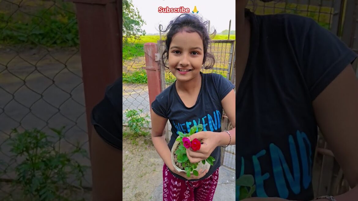 হাজারী গোলাপ নার্সারি থেকে নিয়ে এলাম #garden #gardening #flowers #nursery #UpdateGardening হাজারী গোলাপ নার্সারি থেকে নিয়ে এলাম #garden #gardening #flowers #nursery #UpdateGardening