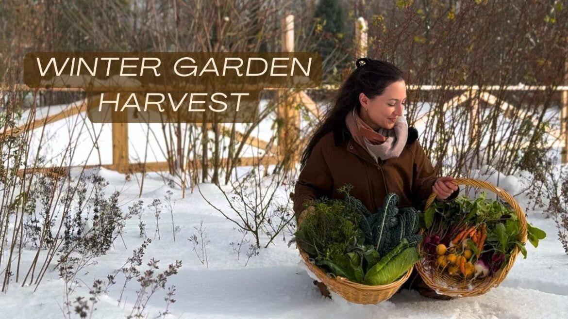 Peaceful Garden Harvest | Vegetables That Get Sweeter After Frost