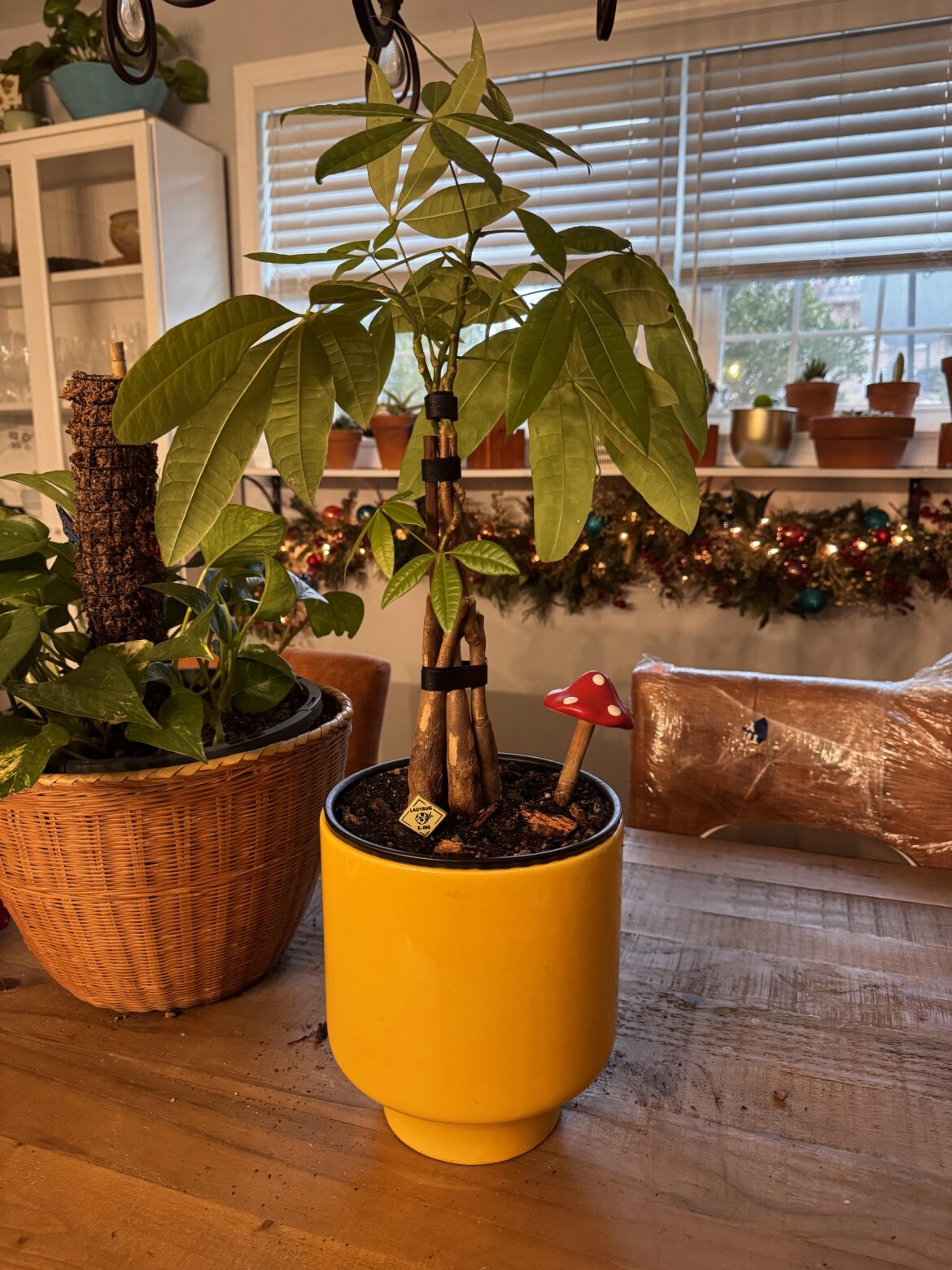 My money tree likes the Velcro. Plz don’t kink-shame her, thx 😊